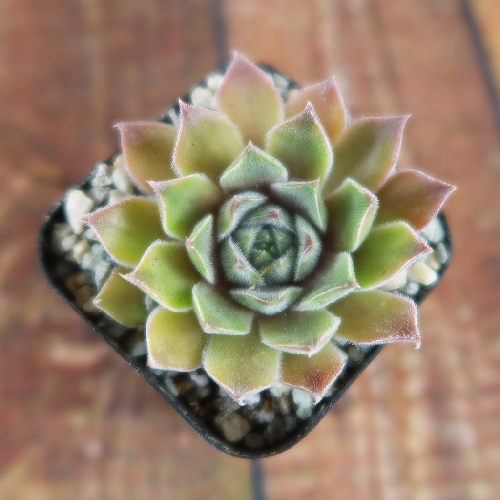 Sempervivum rosie (Hens and Chicks)