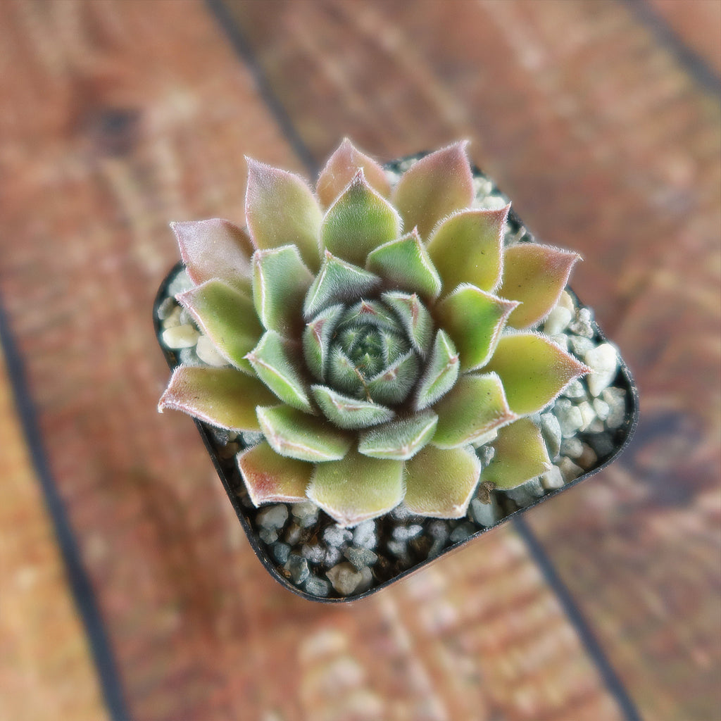 Sempervivum rosie (Hens and Chicks)
