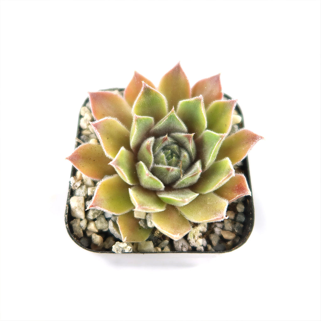 Sempervivum rosie (Hens and Chicks)