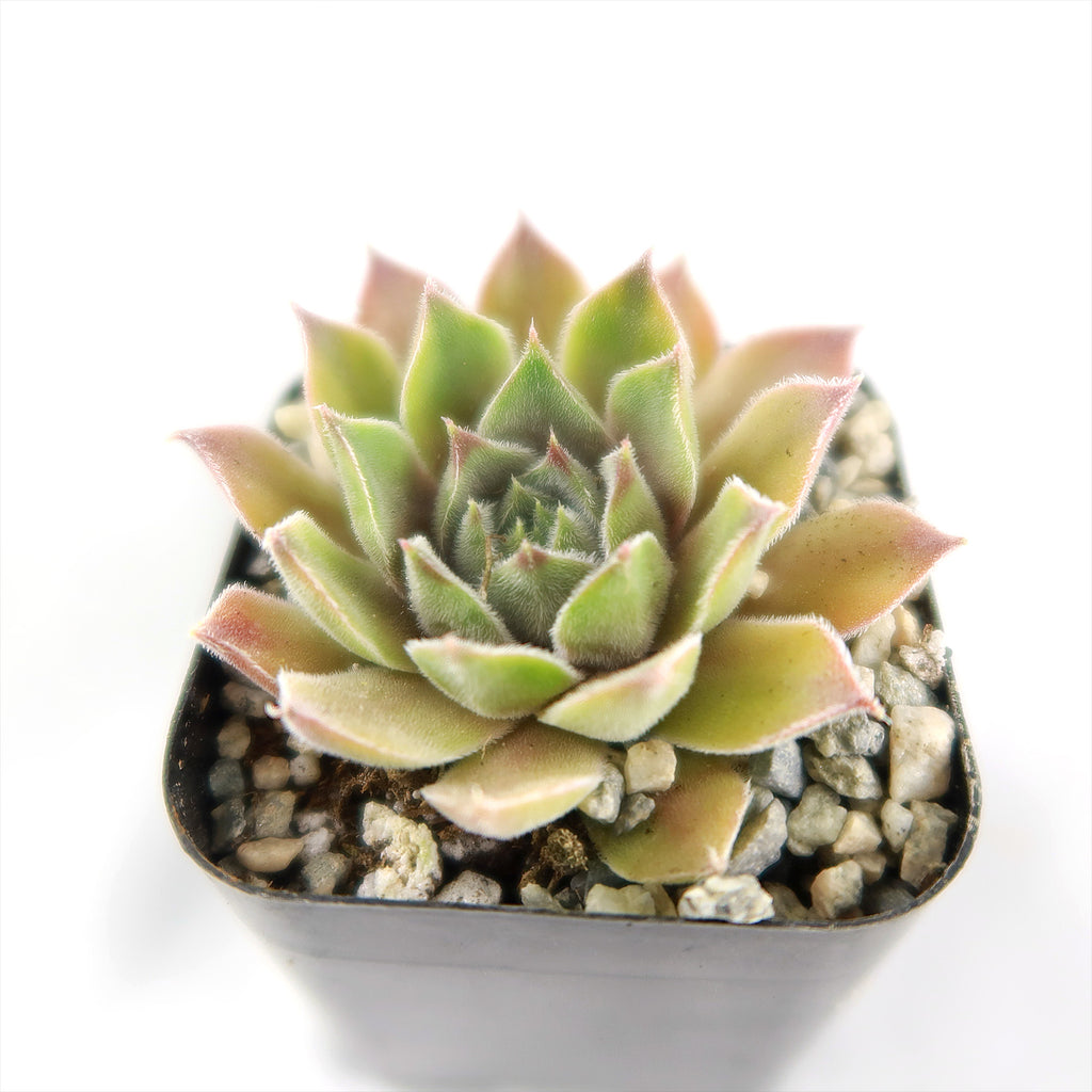 Sempervivum rosie (Hens and Chicks)