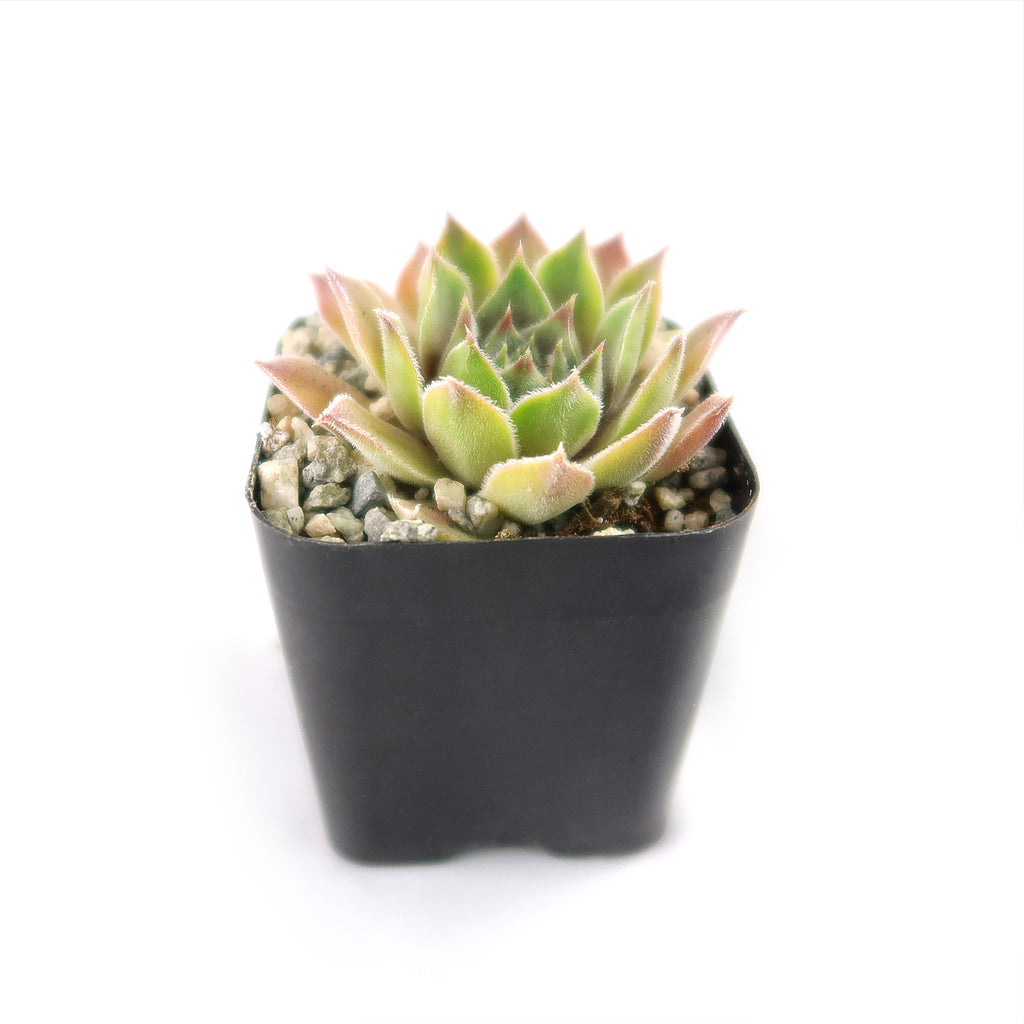 Sempervivum rosie (Hens and Chicks)