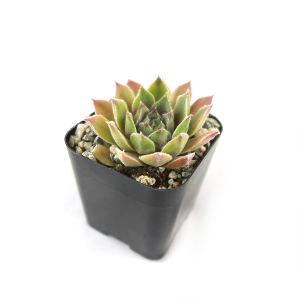 Sempervivum rosie (Hens and Chicks)