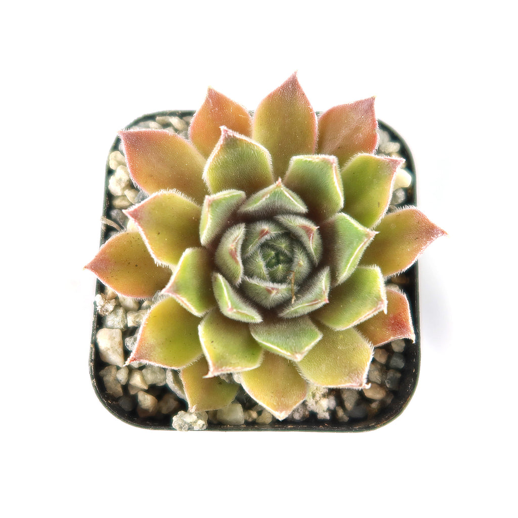 Sempervivum rosie (Hens and Chicks)