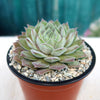 Sempervivum rosie (Hens and Chicks)