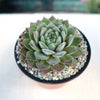 Sempervivum rosie (Hens and Chicks)