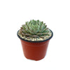 Sempervivum rosie (Hens and Chicks)