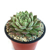 Sempervivum rosie (Hens and Chicks)