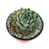 Sempervivum rosie (Hens and Chicks)