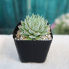 Sempervivum Chick Charms ‘Sugar Shimmer’