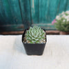 Sempervivum Chick Charms ‘Sugar Shimmer’