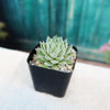 Sempervivum Chick Charms ‘Sugar Shimmer’