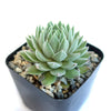 Sempervivum Chick Charms ‘Sugar Shimmer’