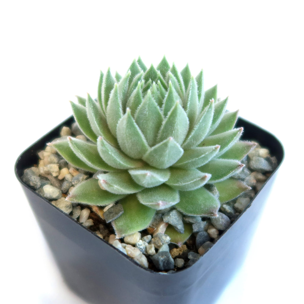 Sempervivum Chick Charms ‘Sugar Shimmer’
