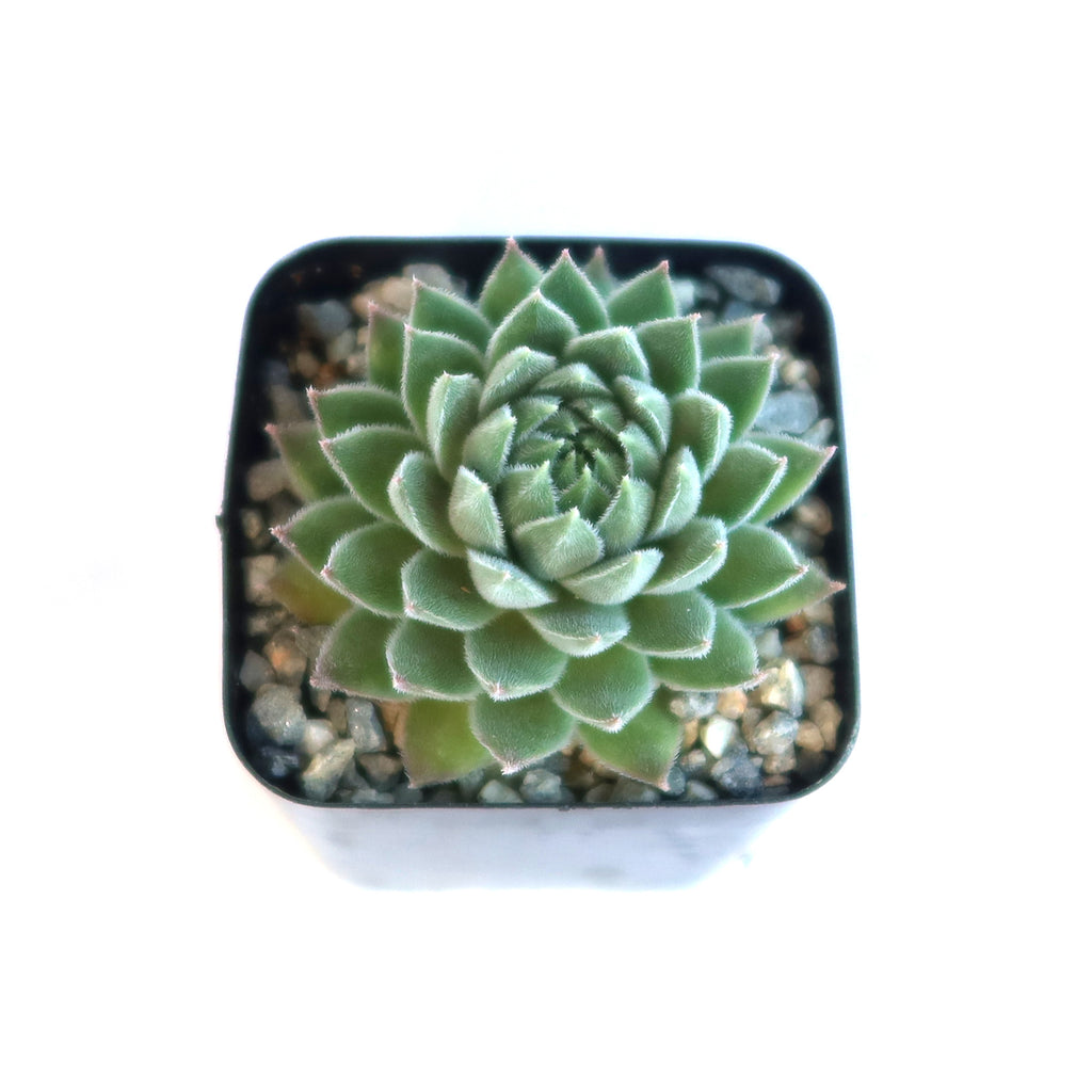 Sempervivum Chick Charms ‘Sugar Shimmer’