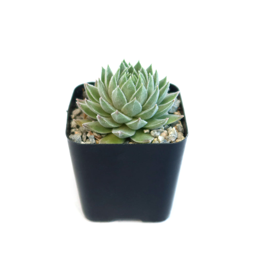 Sempervivum Chick Charms ‘Sugar Shimmer’