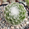 Cobweb Hens and Chicks - Sempervivum arachnoideum