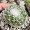 Cobweb Hens and Chicks - Sempervivum arachnoideum