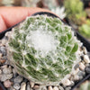 Cobweb Hens and Chicks - Sempervivum arachnoideum