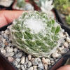 Cobweb Hens and Chicks - Sempervivum arachnoideum