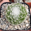 Cobweb Hens and Chicks - Sempervivum arachnoideum