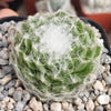 Cobweb Hens and Chicks - Sempervivum arachnoideum