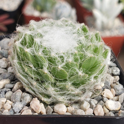 succulent with white web Cobweb Hens and Chicks