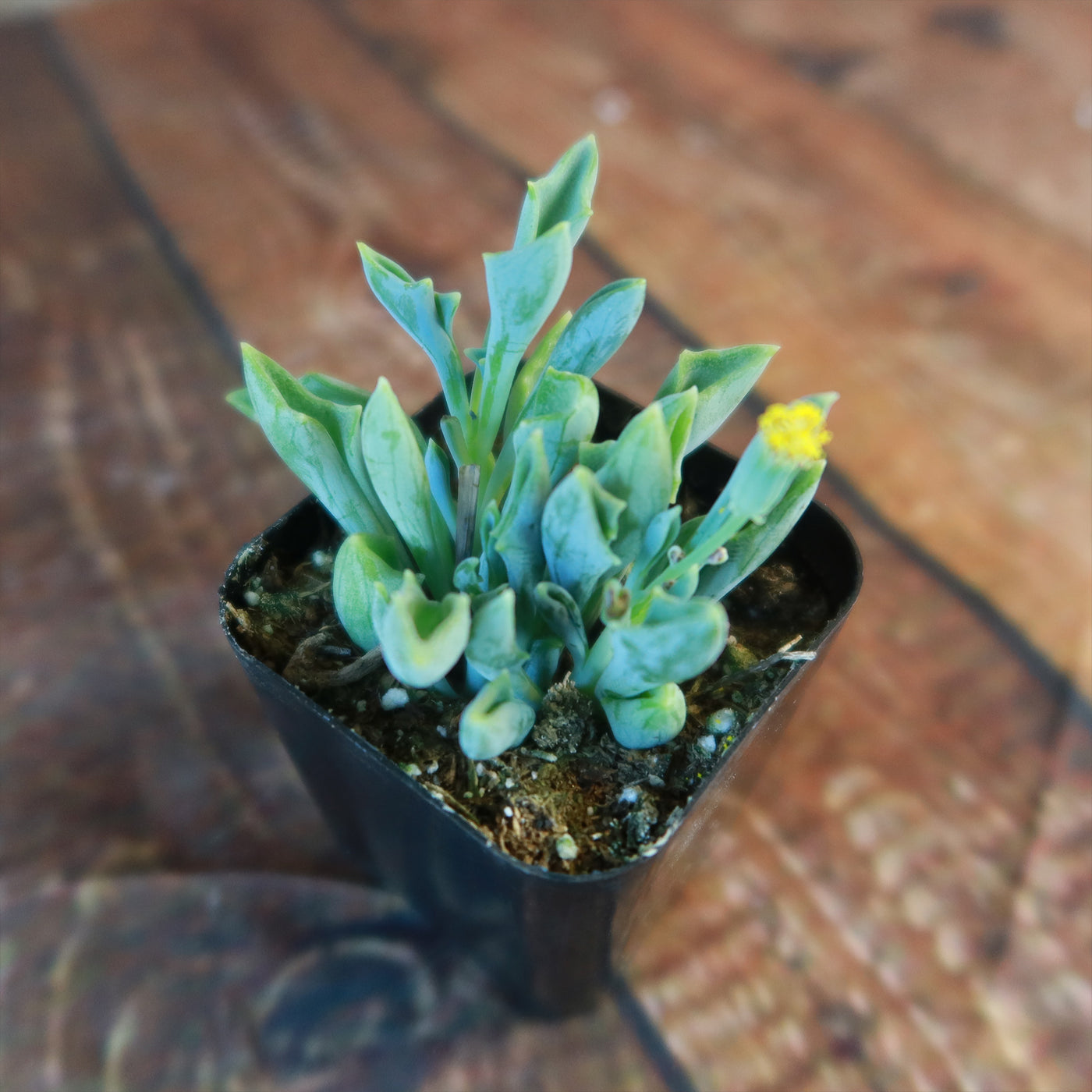 Spear Head ‘Senecio kleiniiformis’ Succulent Plant