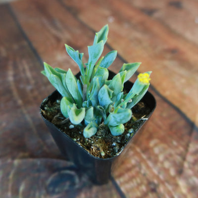 Spear Head ‘Senecio kleiniiformis’ Succulent Plant