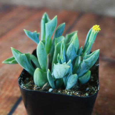 Spear Head ‘Senecio kleiniiformis’ Succulent Plant