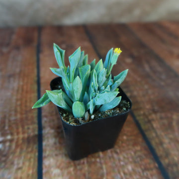 senecio succulent care Spear Head ‘Senecio kleiniiformis’ Succulent Plant
