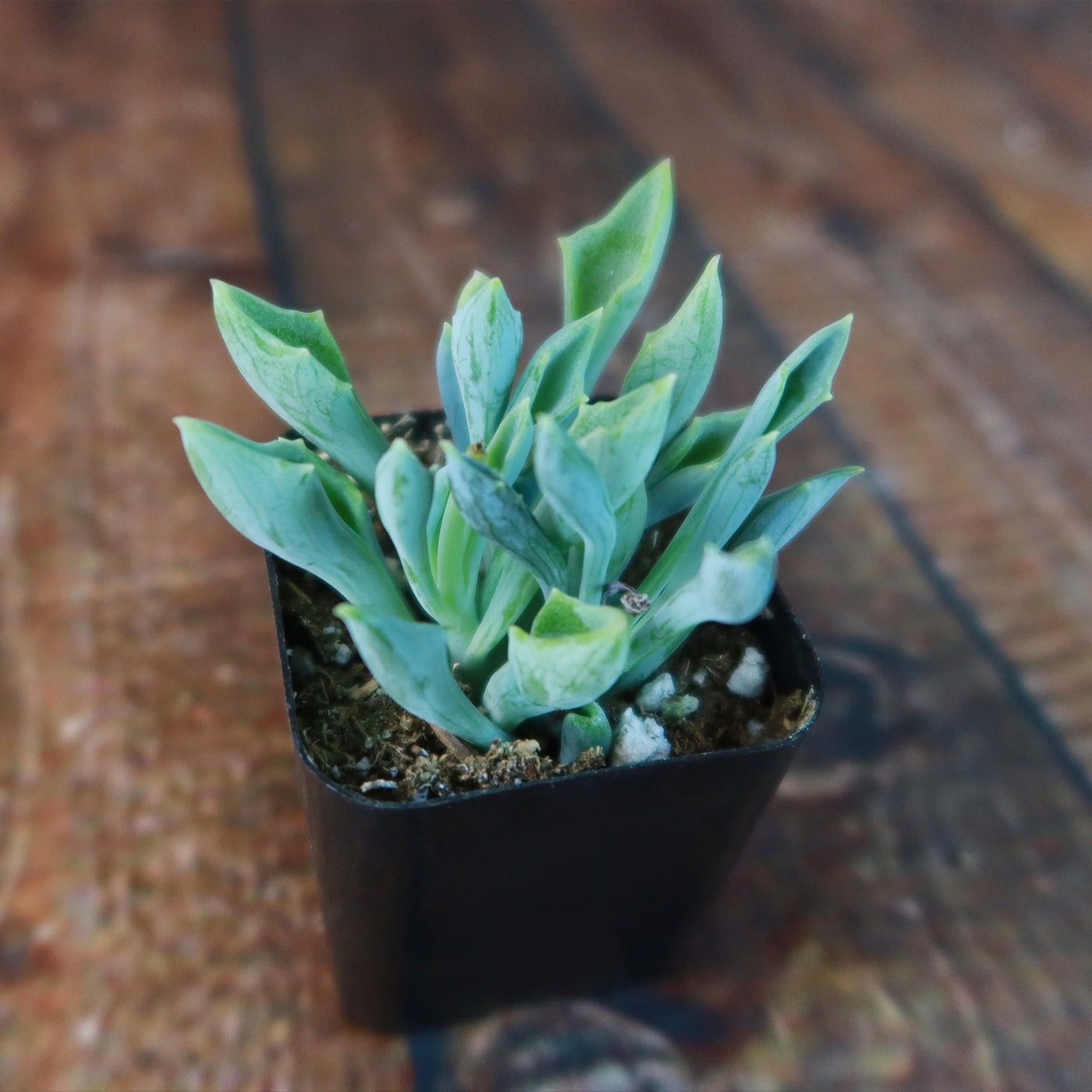 spearhead succulent Spear Head ‘Senecio kleiniiformis’ Succulent Plant