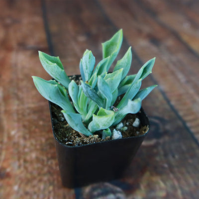 Spear Head ‘Senecio kleiniiformis’ Succulent Plant