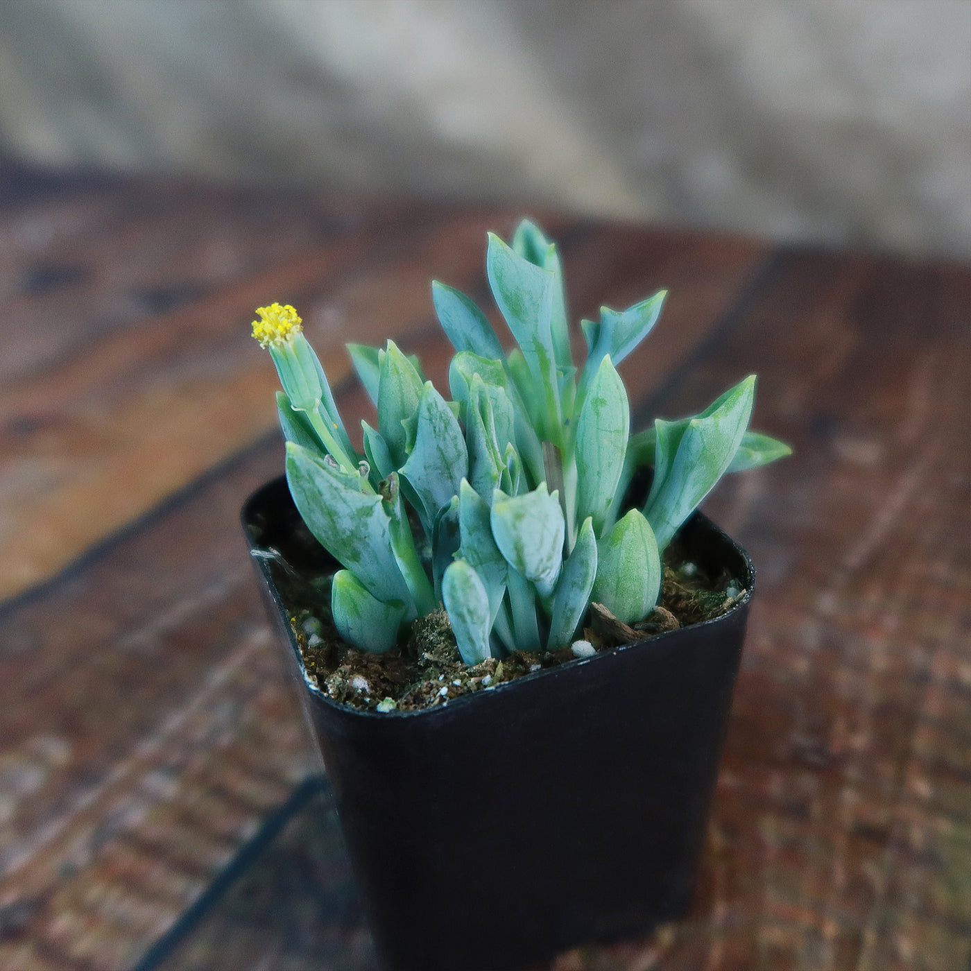 Spear Head ‘Senecio kleiniiformis’ Succulent Plant