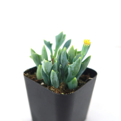 Spear Head ‘Senecio kleiniiformis’ Succulent Plant