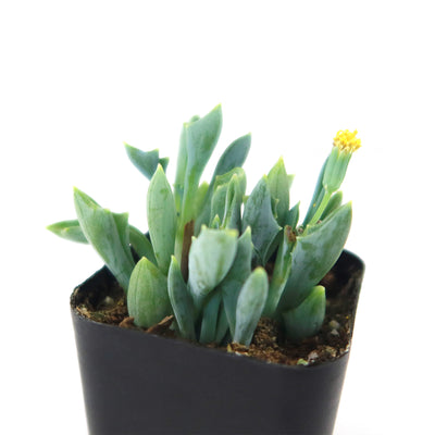 Spear Head ‘Senecio kleiniiformis’ Succulent Plant