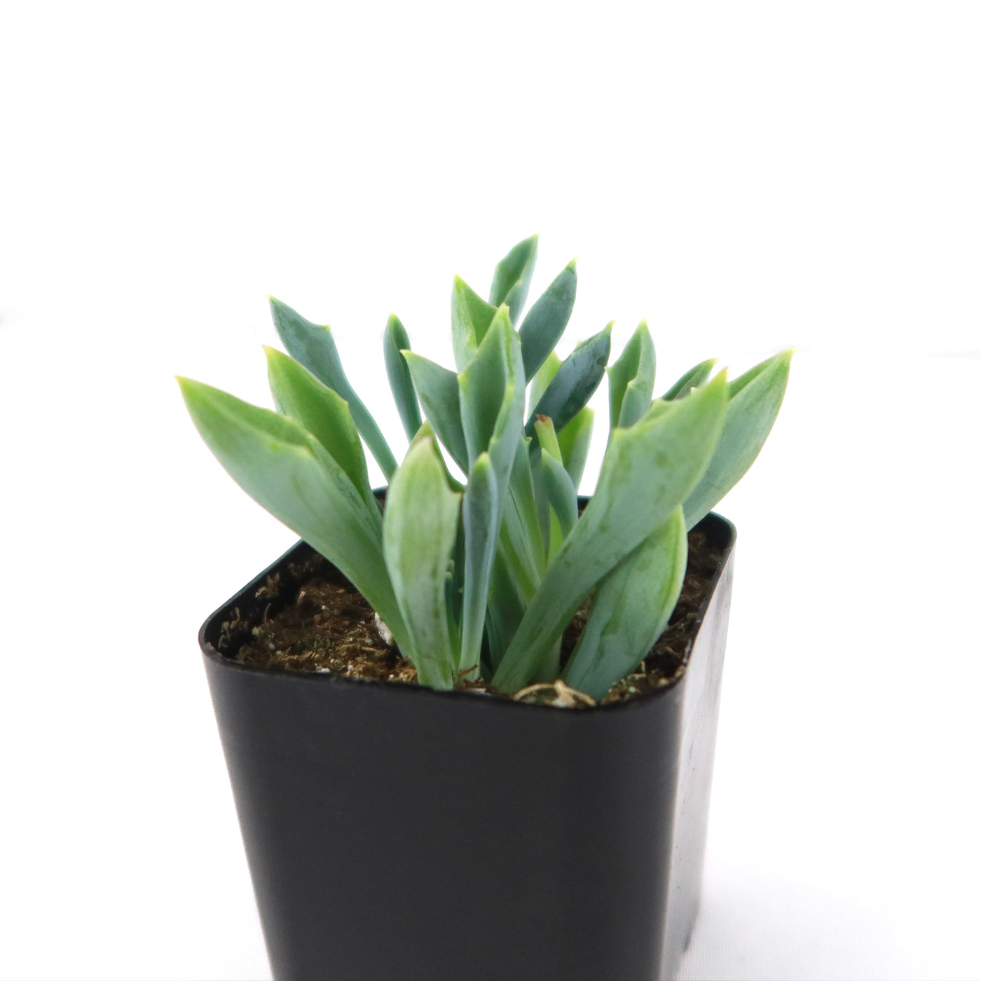 Spear Head ‘Senecio kleiniiformis’ Succulent Plant