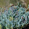 Dwarf Blue Chalk Sticks - Senecio serpens