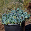 Dwarf Blue Chalk Sticks - Senecio serpens