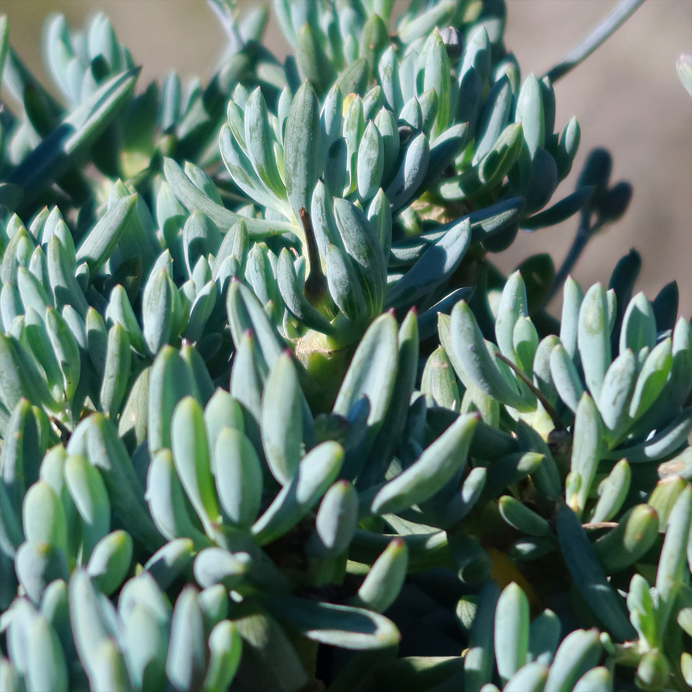 serpens succulent Shop 'Dwarf Blue Chalk Sticks - Senecio serpens' Care and Info