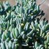 Dwarf Blue Chalk Sticks - Senecio serpens