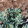 Dwarf Blue Chalk Sticks - Senecio serpens