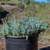 Dwarf Blue Chalk Sticks - Senecio serpens