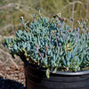 Dwarf Blue Chalk Sticks - Senecio serpens