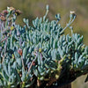 Dwarf Blue Chalk Sticks - Senecio serpens