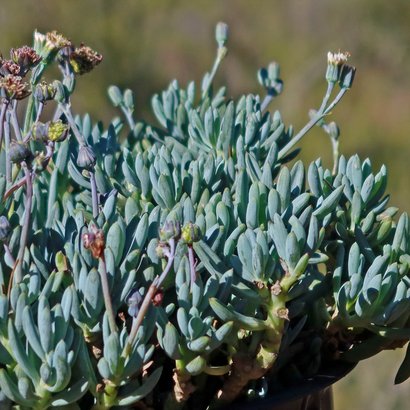 blue chalksticks succulent Dwarf Blue Chalk Sticks