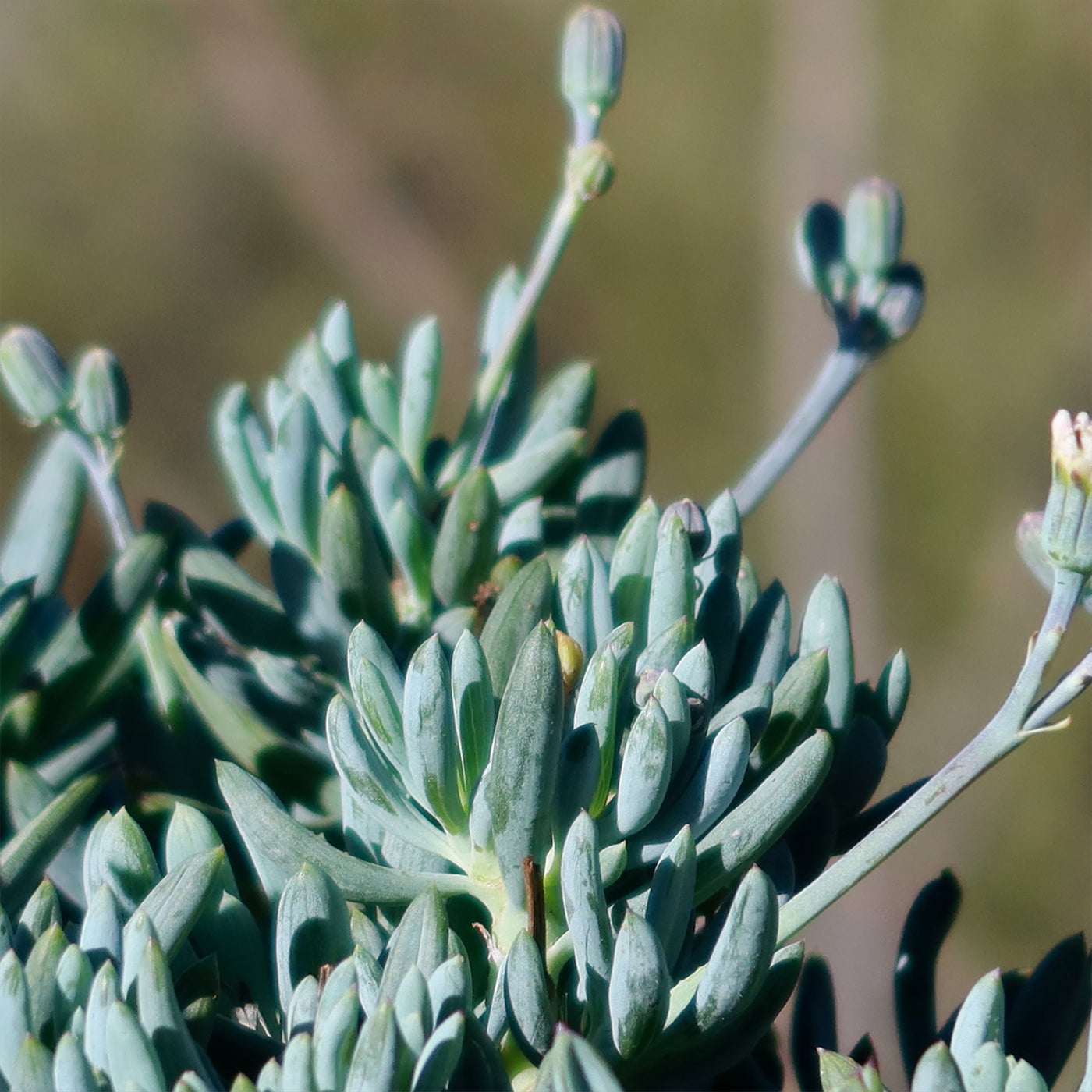 senecio serpens succulent Shop 'Dwarf Blue Chalk Sticks - Senecio serpens' Care and Info
