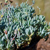 Dwarf Blue Chalk Sticks - Senecio serpens