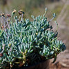 Dwarf Blue Chalk Sticks - Senecio serpens