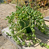 String of Watermelon – Senecio herreianus