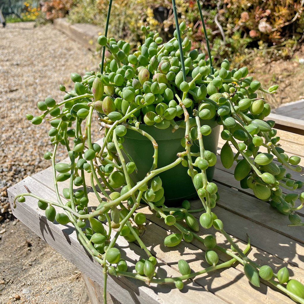 String of Watermelon – Senecio herreianus